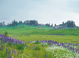 Srinagar , Gulmarg , Phahalgam , Sonamarg 