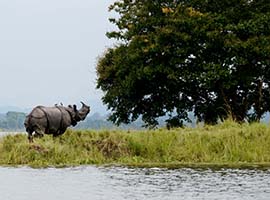 Guwahati , Shillong and Kaziranga national park 