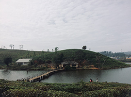 Munnar , Thekkady , Alleppey and Vagamon tour